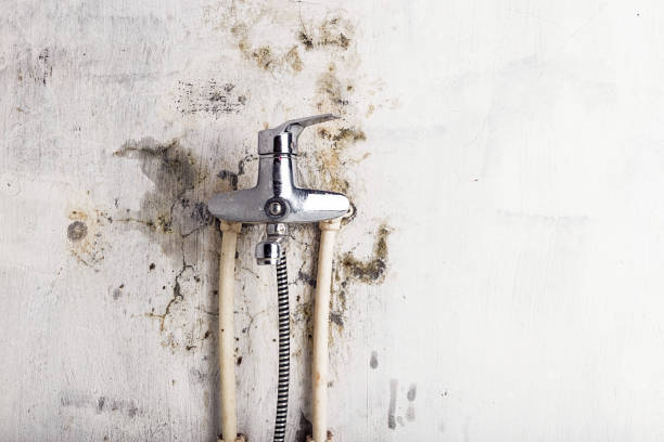 Trusted Warrenton, GA Mold Removal Experts