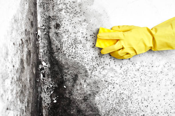 Best Certified Mold Removal  in Warrenton, GA